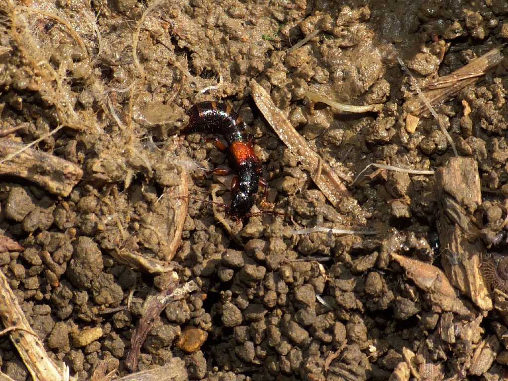 Staphylinidae 3 - Achenium sp.